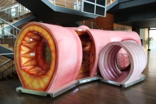 Begehbare Arterie (Quelle: www.organmodelle.de)